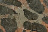 Polished Linella Avis Stromatolite Section - Million Years #129154-1